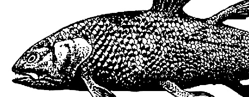 Coelacanth