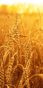 wheat-child